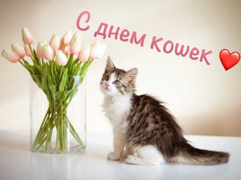 1 марта – Всемирный день кошек
