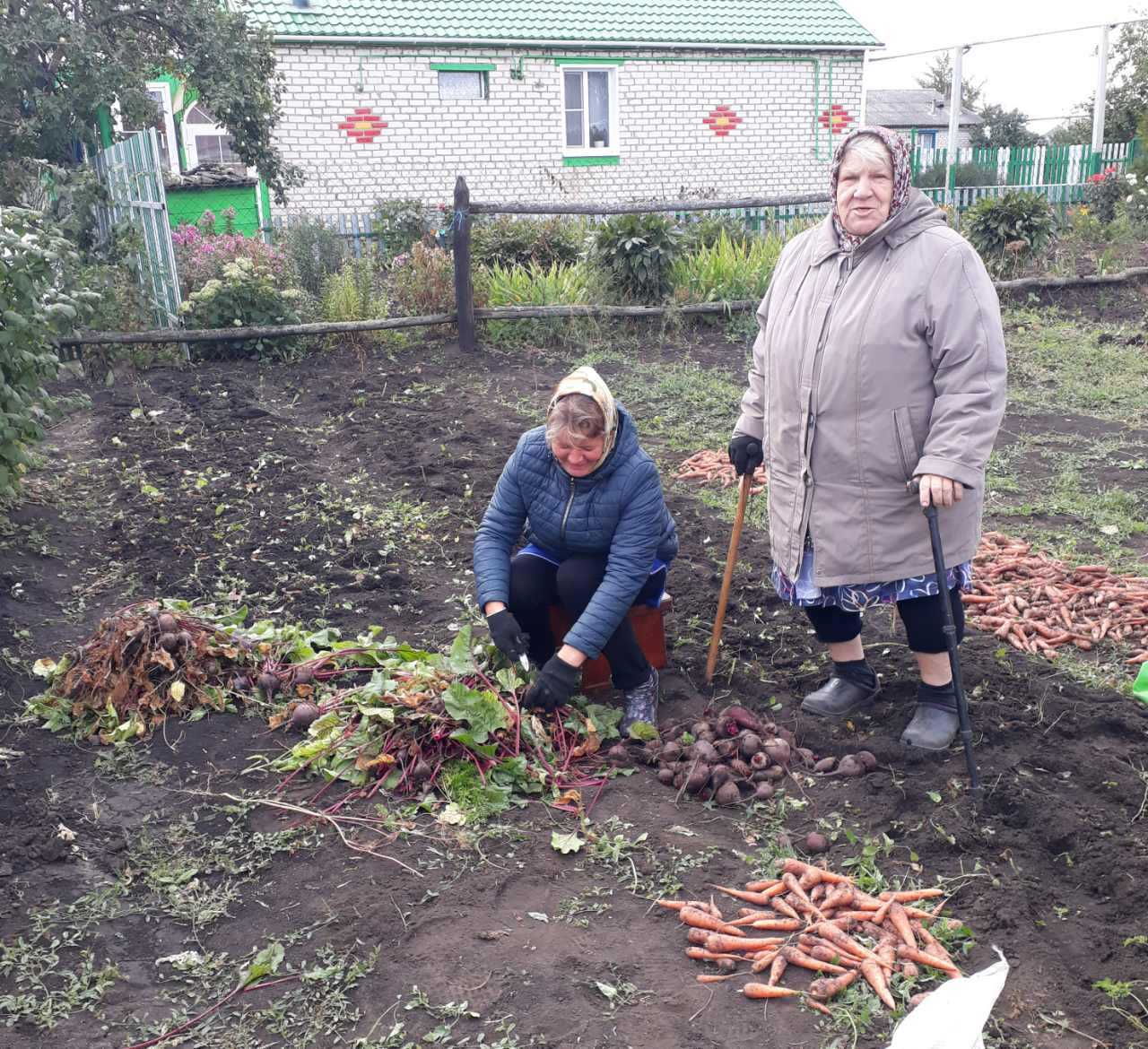 Сбор урожая свеклы и моркови у получателей социальных услуг.