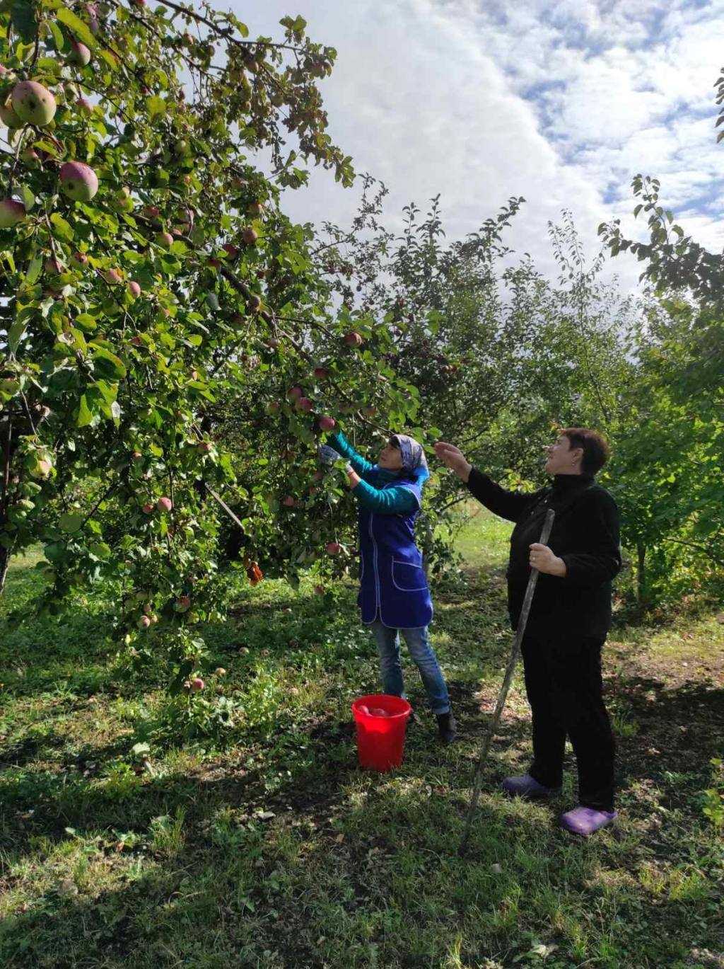 Сбор урожая яблок у получателя социальных услуг.