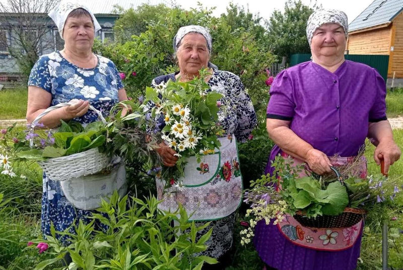 Заготавливаем целебные травы